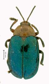   Homalispa  (s. str.) habitus. 